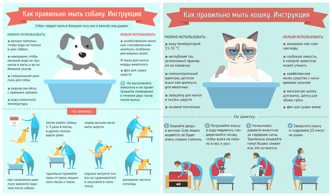 Сколько раз мыть кошку. Инфографика инструкция. Памятка по уходу за домашними животными. Памятка по уходу за собакой. Инструкция в инфографике.
